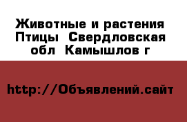 Животные и растения Птицы. Свердловская обл.,Камышлов г.